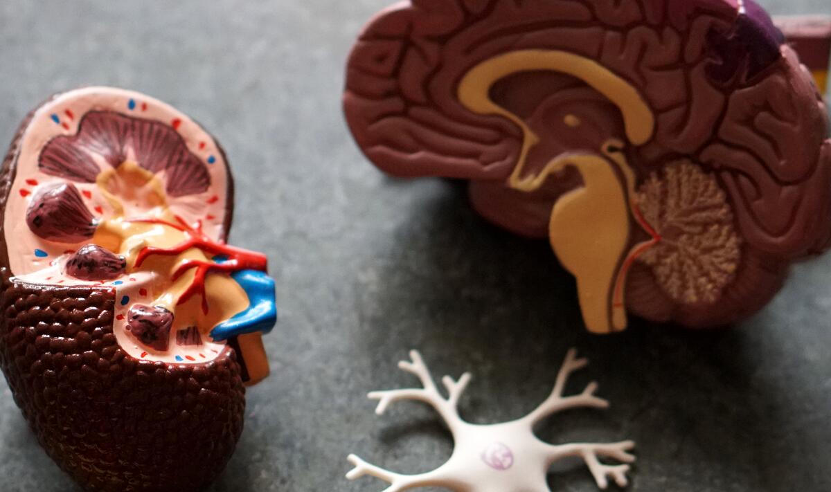 Neuroathletik: So kommt unser Gehirn an die wichtigen Informationen